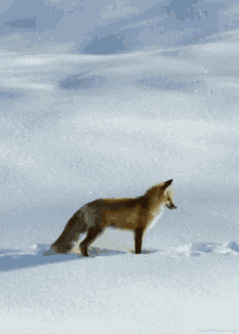 fox snow gifs tenor medium