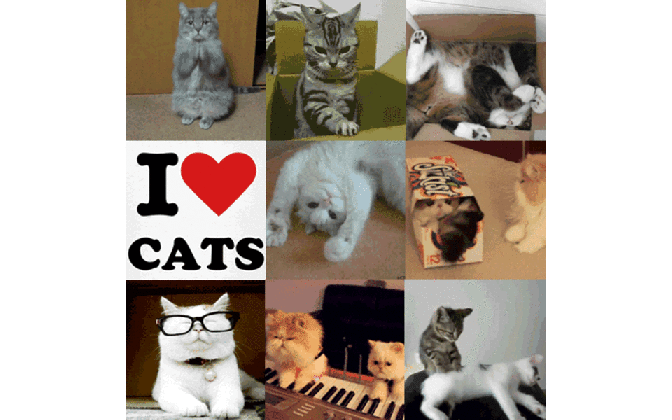 bristol s first cat cafe a crowdfunding project on fundsurfer medium