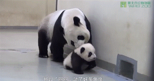 baby panda refuses to go to bed cute explosion ensues the daily edge medium
