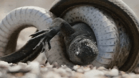 planet earth ii shares snake iguana chase behind the scenes video medium