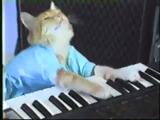 play piano keyboard cat gif on gifer by mukelv medium