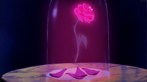 the beauty and the beast rose exists and you can own it kiss radio medium