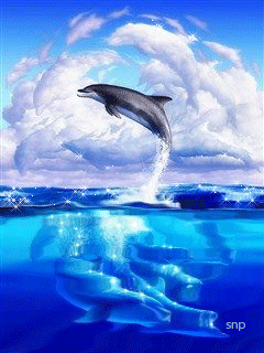dolphins are awesome always loved flipper pinterest medium