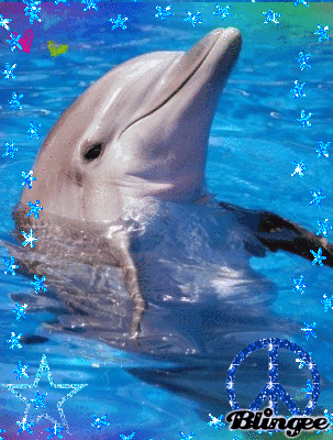 picture dolphin gif on gifer by bluewind medium
