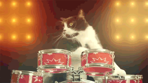 cat playing drums gif friday mixtape medium