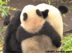 animals fail gifs get the best gif on giphy medium