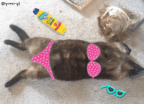 sunbathing fat cat gif by yomeryl find share on giphy medium
