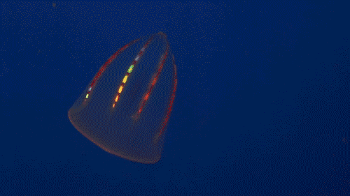 deep sea rainbow jellyfish awesome jellyfish at the florida medium