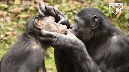 chimpanzees love gif on gifer by nir medium