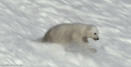 weeeeeeee hellogiggles animals pinterest snow gif polar bear medium