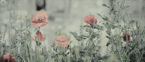 pink poppies animated gifs pinterest medium