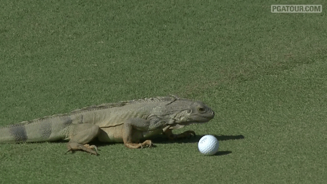 iguana attacks golf ball gif sports videos and highlights medium