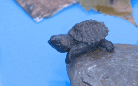 two headed turtle gifs find share on giphy medium