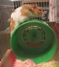 hamster wheel my makes gif wifflegif medium