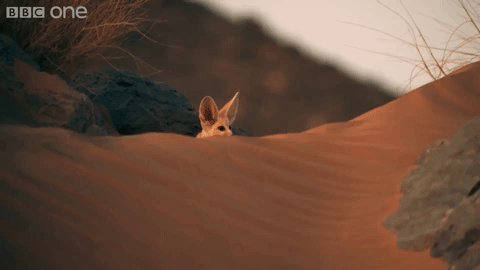 cute fox desert gif on gifer by turr medium