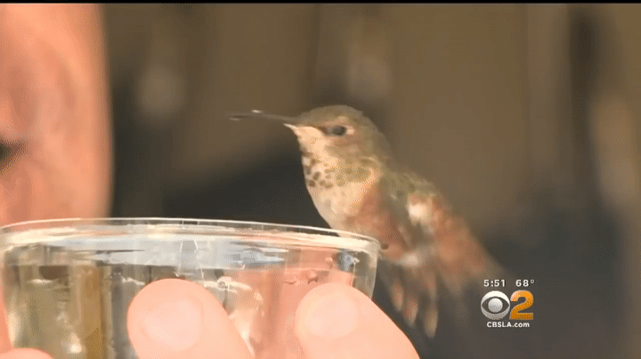 man goes the distance for tiny hummingbird his dog helped rescue medium