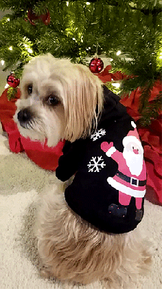 dog clothing for the holidays 3 puppy apparel outfit themes medium