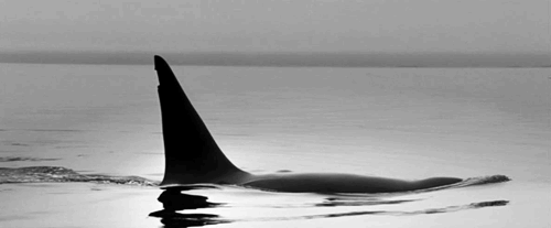 gif my gifs animals black and white animal ocean whale medium