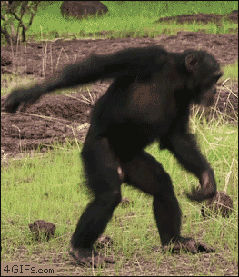 chimpanzees are dancing bathumor medium