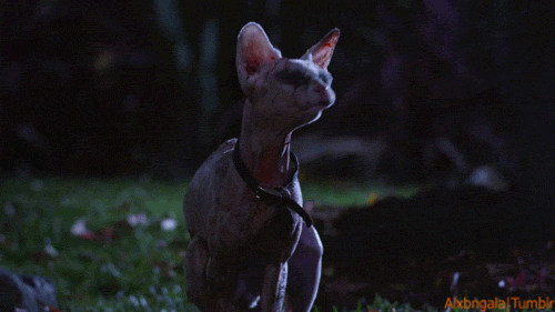 cat archives page 3 of 15 reaction gifs medium