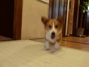 excited bouncing 2 click to watch animation corgi cute medium