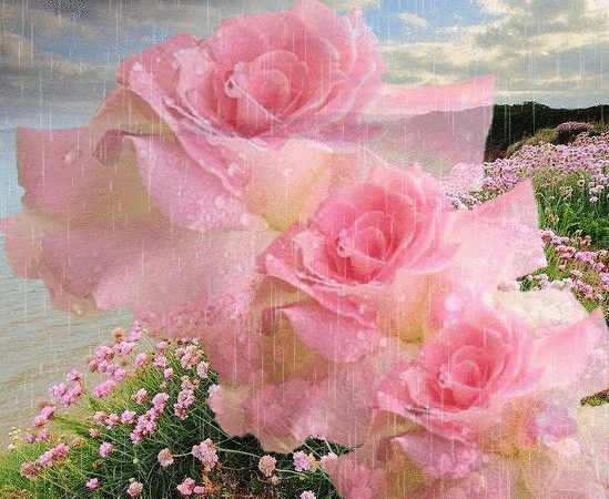 pink roses in the rain gif rain pinterest medium
