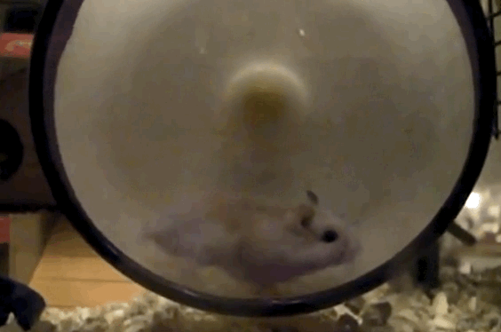 hamster gif on gifer by fecage medium