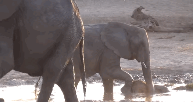 elephant gif on gifer by tajar medium