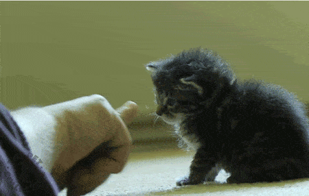 gif yourself a little kitty giggle life with cats medium