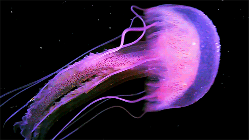 purple jellyfish pictures photos and images for facebook tumblr medium