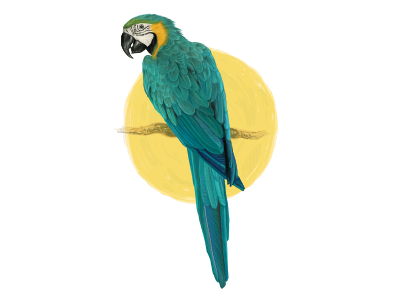 siesta time making of gif pinterest parrot wings watercolor medium