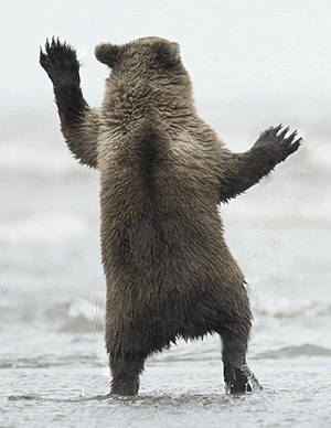 bear hands gif find share on giphy medium