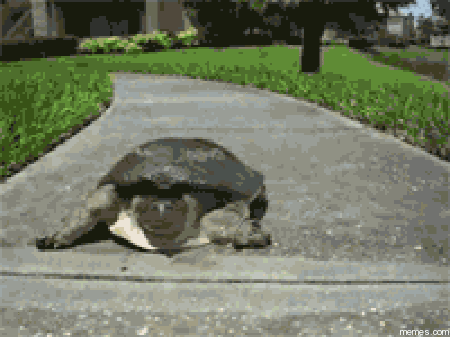 image result for turtle memes adorable animals pinterest medium