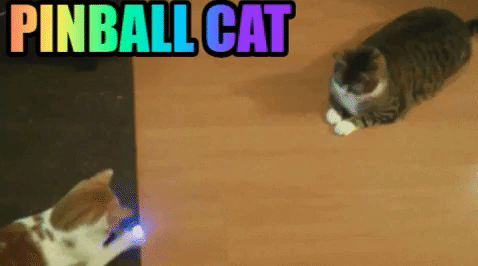 pinball cat picture cat pinball and funny animal pictures medium