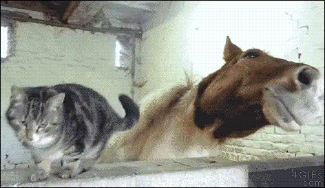 cuddly cats and their unusual barnyard bffs meowingtons medium