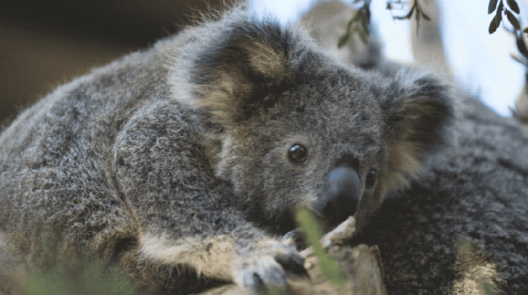 baby animals wtf gif by san diego zoo find share on giphy medium