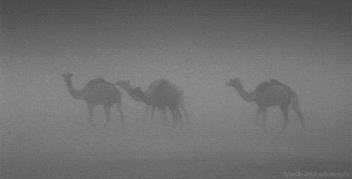 black and white camel gif find share on giphy medium