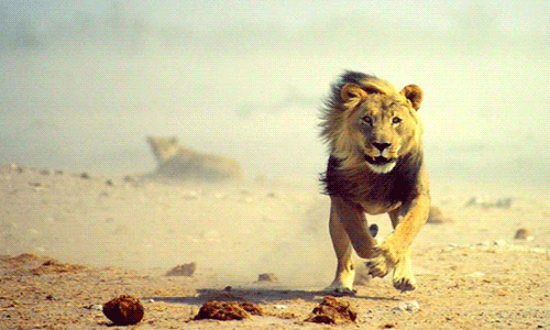 leo the lion gifs find share on giphy medium
