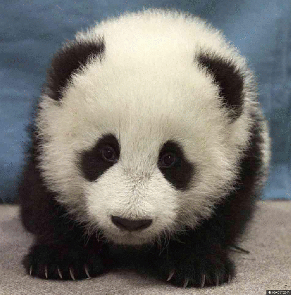 pandas are cool on make a gif funny panda pictures with captions medium