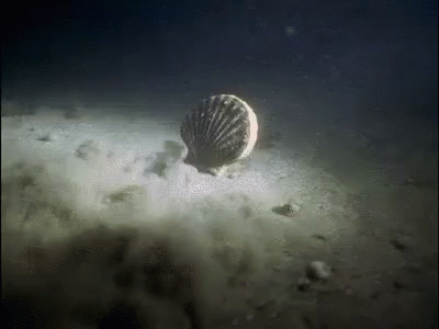 swimming clam gif clams discover share gifs medium