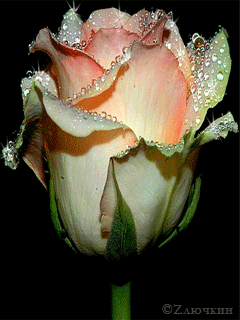 pinterest rose flowers and flower medium