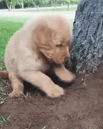 24 dogs who are digging very important holes cuteness medium