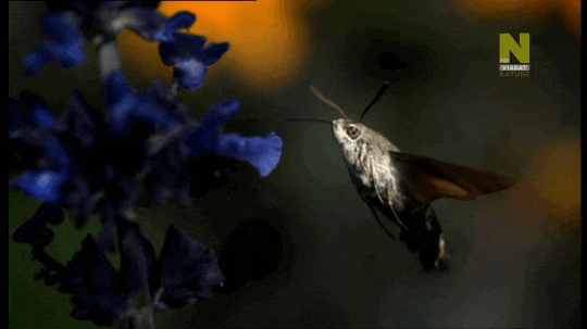this is not a hummingbird it is actually a moth the medium