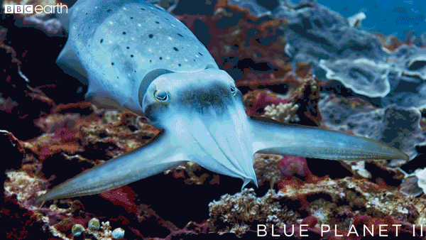 blue planet sea gif by bbc earth find share on giphy medium
