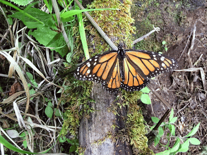 mariposa monarca monarca bergamo pinterest medium