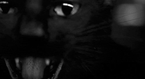 scary gif kitty cat death black and white depression cool creepy medium