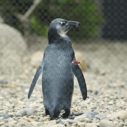 natural tail gifs get the best gif on giphy medium