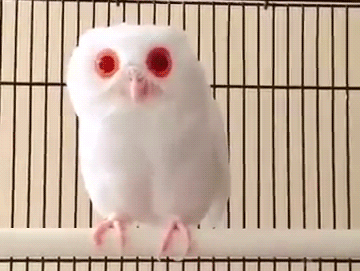 albino owls tumblr medium