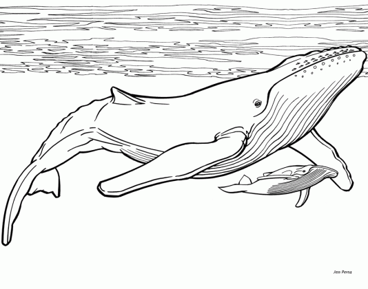 whale coloring pages to download and print for free medium