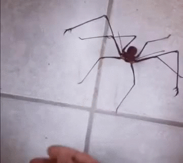whip scorpion gif google search critters pinterest insects medium